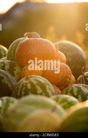 Pumpkins on an agricultural field at sunset Stock Photo