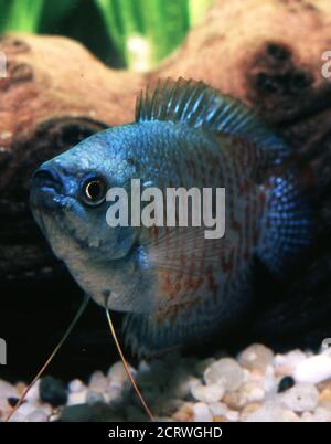 Blue dwarf gourami (male), Trichogaster lalius Stock Photo