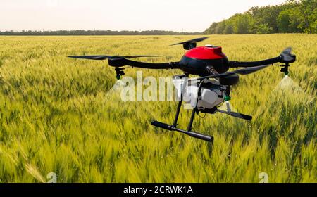 Agricultural drone flies over the corn field. Smart farming and precision agriculture Stock Photo