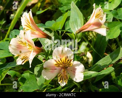 Elegant yellow and brown throated white blooms of the hardy perennial Peruvian lily hybrid, Alstroemeria 'Selina' Stock Photo