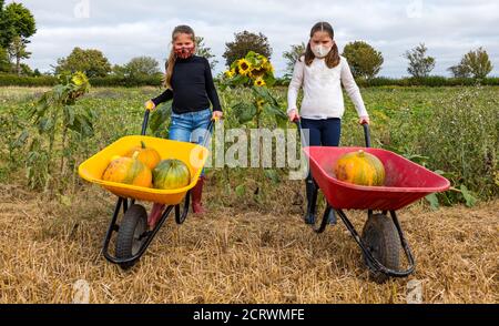 Kilduff Farm, East Lothian, Scotland, United Kingdom, 20th September 2020. Pumpkin Patch: Louisa (9 years old) and Maisie (11 years old) Calder get ready for visitors to their pumpkin patch which opens on October 16th with 2 hour bookable slots. The farm is growing Halloween and culinary pumpkins such as the Jill Be Little ones shown here. The girls wear face masks with pumpkins in colourful wheelbarrows Stock Photo