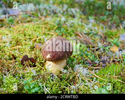small white mushroom boletus in green moss, close-up Stock Photo