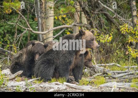 Grizzly bear (Ursus arctos)- Mother and yearling cubs resting on riverbank while hunting sockeye salmon spawning in a salmon river, Chilcotin Wilder Stock Photo