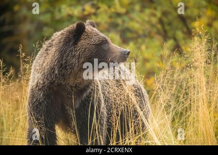Grizzly bear (Ursus arctos) Mother and first year cub resting after hunting for spawning sockeye salmon, Chilcotin Wilderness, BC Interior, Canada Stock Photo