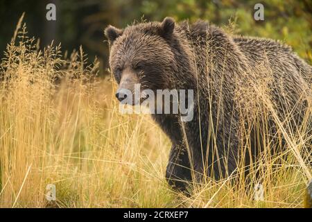 Grizzly bear (Ursus arctos) Mother and first year cub resting after hunting for spawning sockeye salmon, Chilcotin Wilderness, BC Interior, Canada Stock Photo