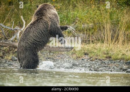 Grizzly bear (Ursus arctos)- Mother bear hunting sockeye salmon spawning in a salmon river, Chilcotin Wilderness, BC Interior, Canada Stock Photo