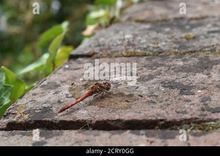 A dragonfly is distinguished by its pale leg stripes and yellow patches A male bright orange-red common darter with spider shaped body and wing sports Stock Photo