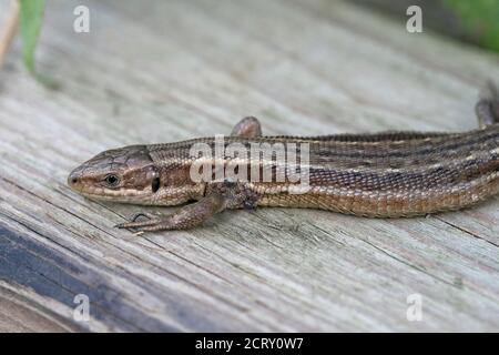 Common Lizard (Zootoca vivipara) with ticks Stock Photo
