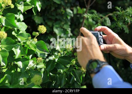 Photographer taking a macro shot with small camera of an Ivy bee on flowering ivy plants Stock Photo