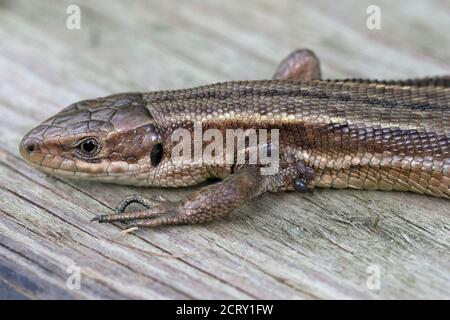 Common Lizard (Zootoca vivipara) with ticks