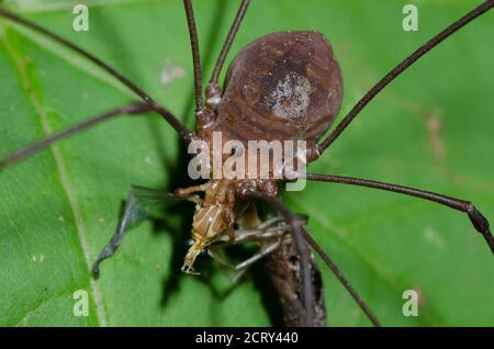 Harvestman, Order Opiliones Stock Photo - Alamy