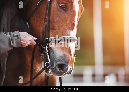 A man in a gray jacket adjusts the reins on a bridle worn on the muzzle of a bay horse with a white stripe on the forehead, which is illuminated by su Stock Photo
