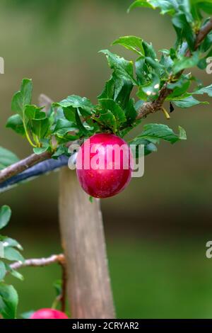 Red plum fruits on a branch with green leaves growing in the garden. Stock Photo