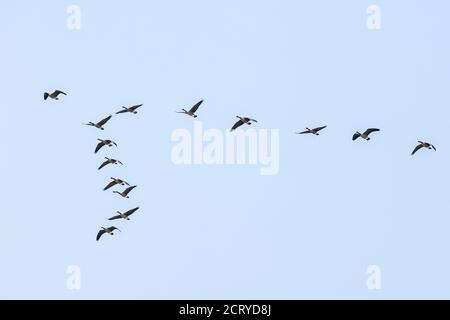 Canada Geese flying in V formation; Central Colorado; USA Stock Photo