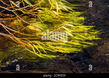 Downed Cottonwood Tree limbs float in the South Arkansas River; central Colorado ranch; USA Stock Photo