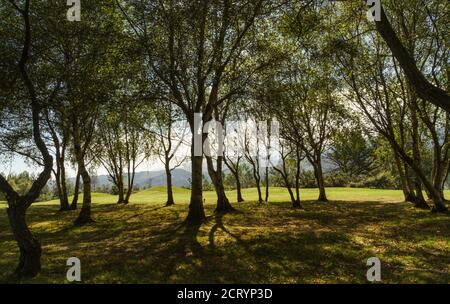 Landscape with trees against the light with soft hills and mountains in the background in Asturias in Spain. Stock Photo