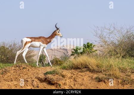 A critically endangered Sahara Africa resident, the Dama or Mhorr Gazelle at the Al Ain Zoo (Nanger dama mhorr) walking next to rocks and grass. Stock Photo