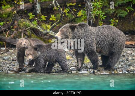 Grizzly bear (Ursus arctos)- Mother and first year cubs hunting sockeye salmon spawning in a salmon river, Chilcotin Wilderness, BC Interior, Canada Stock Photo