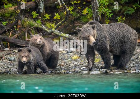 Grizzly bear (Ursus arctos)- Mother and first year cubs hunting sockeye salmon spawning in a salmon river, Chilcotin Wilderness, BC Interior, Canada Stock Photo