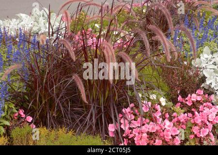 cenchrus setaceus bunch grass in an flowering ornamental garden Stock Photo