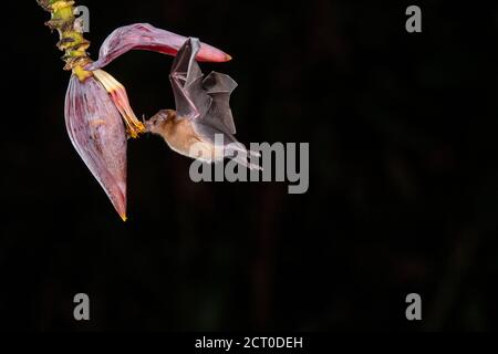 Night flying nectar feeding bats- Orange Nectar Bat (Lonchophylla robusta), Laguna del lagarto, Alajuela, Costa Rica Stock Photo