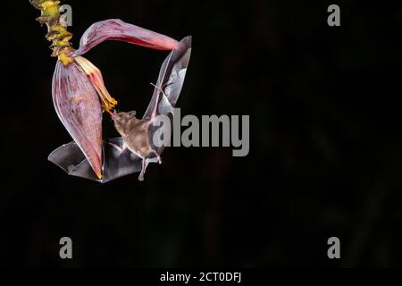 Night flying nectar feeding bats- Pallas's Long-Tongued Bat (Glossophaga soricina), Laguna del lagarto, Alajuela, Costa Rica Stock Photo