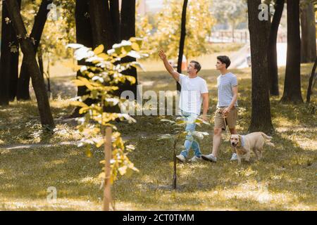 selective focus of man pointing with hand and looking up near teenager son walking in park with golden retriever Stock Photo
