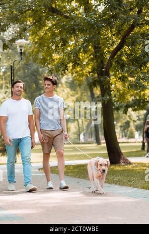 teenager son and father walking with golden retriever on asphalt Stock Photo