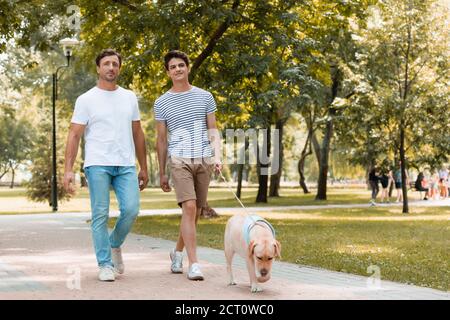 father and teenager son walking with golden retriever on asphalt Stock Photo