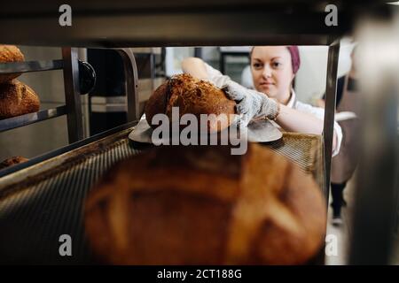 Hardworking female baker placing fresh bread on a shelf, using flat shovel. Stock Photo