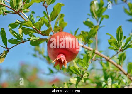 Blooming red pomegranate hanging on a tree, among green leaves, against the blue sky. Juicy Pomegranate on a green tree. Stock Photo