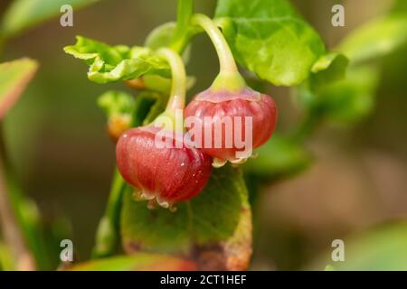 Bilberry plant (Vaccinium myrtillus) with pink-red flowers, UK Stock Photo
