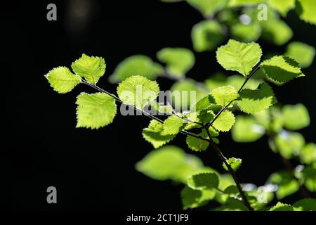 SIlver birch tree, Betula pendula, in Royal Botanic Gardens at Kew, London, United Kingdom Stock Photo