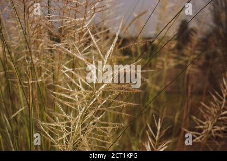 Kashful. Wild sugarcane (Saccharum spontaneum). Kashful is usually ...