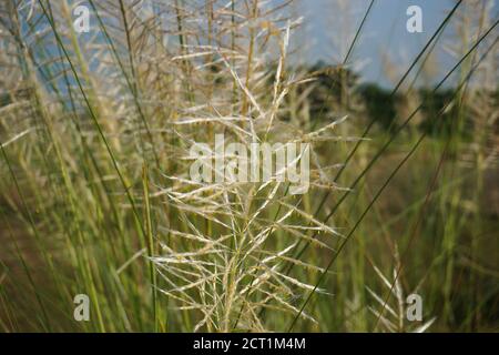 Kashful. Wild sugarcane (Saccharum spontaneum). Kashful is usually ...