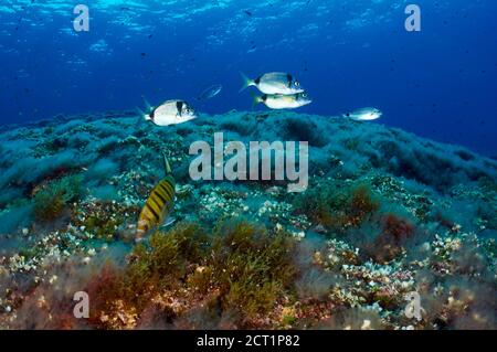 Underwaterscape with Sparidae fishes (Diplodus vulgaris,Diplodus sargus,Oblada melanura) (Es Vedrá, Ibiza, Balearic Islands, Mediterranean Sea, Spain) Stock Photo