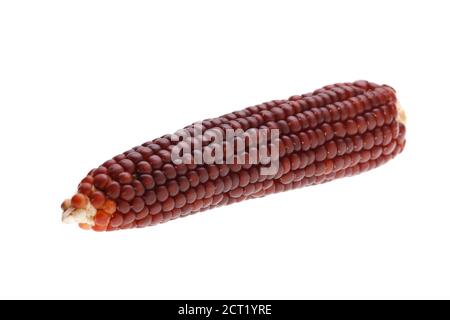 purple corn isolated on a white background. Stock Photo