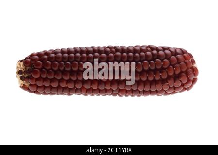 purple corn isolated on a white background Stock Photo