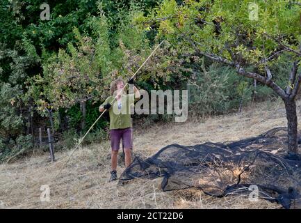 Farmer feeding animals and sorting out almonds in a farm in the Alpujarra mountains, Sierra Nevada,near Granada,Spain,Europe Stock Photo