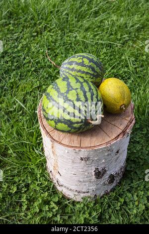 Two watermelons and melon on a stump of tree in the yard on lawn. Autumn Stock Photo