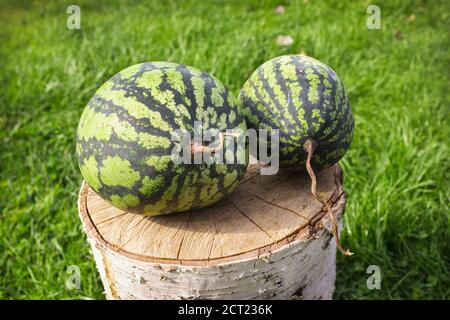 Two watermelons on a stump of tree in the yard on lawn. Autumn. September Stock Photo