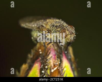 Macro close-up of a fly sitting on the top of a flower bud in the rain with water drops. Stock Photo