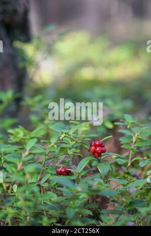 Closeup of red cowberries (Vaccinium vitis-idaea) with leaves in a forest. Natural background. Ripe red lingonberry, partridgeberry, or cowberry grows Stock Photo