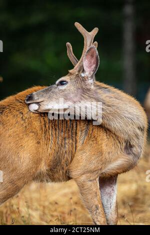 A black tailed deer buck grooms in the warm sunlight on Salt Spring Island,British Columbia, Canada. Stock Photo