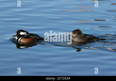 A Hooded Merganser couple swim by at close range in a blue lake with softly undulating waves in January in Colorado. Stock Photo