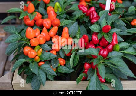 Capsicum annuum, a small shrub in a flower pot. Capsicum with orange and red fruits, a set of vegetable plants in a wooden box. Garden decoration Stock Photo