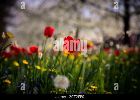 Wild flowers, Tulips, Butter cups and dandelions, outside of Kings College in Cambridge, UK Stock Photo