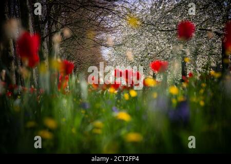 Wild flowers, Tulips, Butter cups and dandelions, outside of Kings College in Cambridge, UK Stock Photo