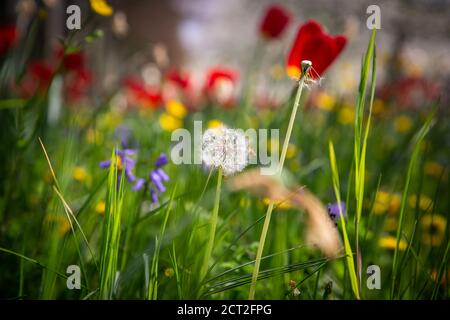 Wild flowers, Tulips, Butter cups and dandelions, outside of Kings College in Cambridge, UK Stock Photo