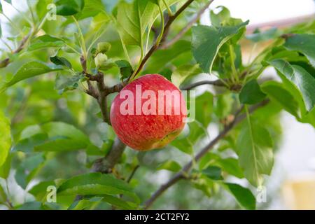 apple growing on branch in garden Stock Photo